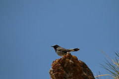 Calliope pectoralis
