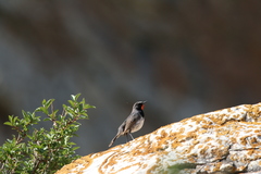 Calliope pectoralis