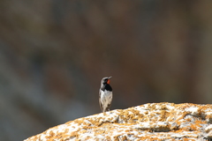 Calliope pectoralis