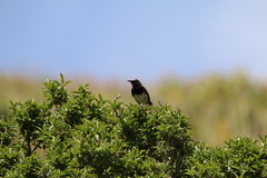 Calliope pectoralis