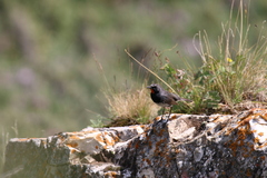 Calliope pectoralis
