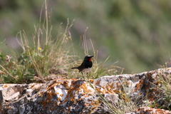 Calliope pectoralis