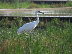 Leucogeranus leucogeranus