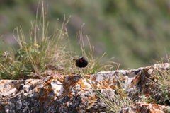 Calliope pectoralis