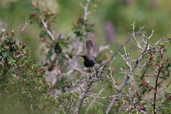 Calliope pectoralis