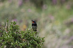 Calliope pectoralis