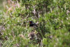 Calliope pectoralis
