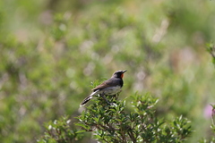 Calliope pectoralis