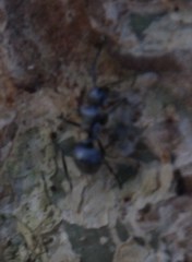 Polyrhachis schlueteri