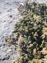Juniperus monticola