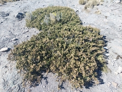 Juniperus monticola
