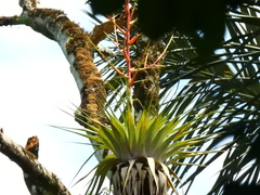 Tillandsia adpressiflora