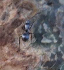 Polyrhachis schlueteri