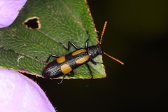 Strongylium luteicorne