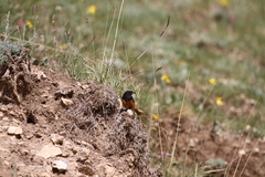 Phoenicurus ochruros phoenicuroides