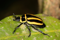 Macraspis cincta