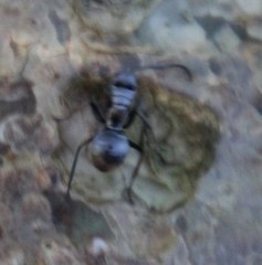 Polyrhachis schlueteri