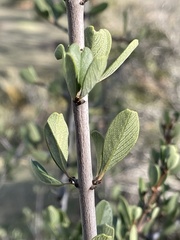 Ceanothus cuneatus cuneatus