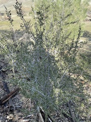 Ceanothus cuneatus cuneatus
