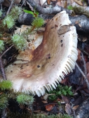 Russula roseopileata