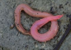 Glyceridae