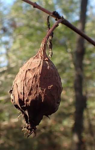 Carolina sweetshrub