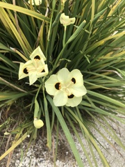 Dietes grandiflora