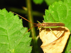 Stenodema rubrinervis