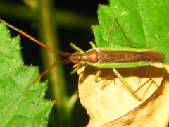 Stenodema rubrinervis