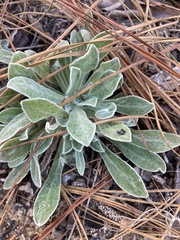 Chrysopsis gossypina