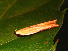 Mesophleps albilinella