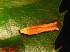 Mesophleps albilinella