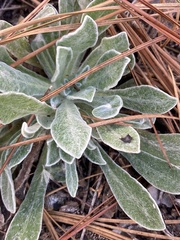 Chrysopsis gossypina