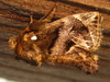 Austrapoda dentatus - Photo (c) onidiras-iNaturalist, algunos derechos reservados (CC BY-NC), subido por onidiras-iNaturalist