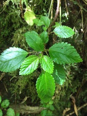Pilea elliptica