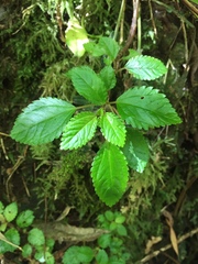 Pilea elliptica