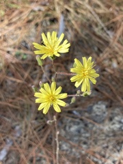 Hieracium gronovii image