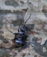 Polyrhachis schlueteri