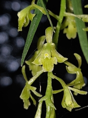 Epidendrum angustissimum