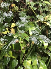 Ampelopsis glandulosa heterophylla