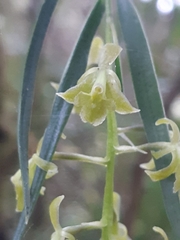 Epidendrum angustissimum