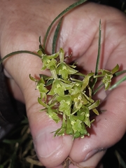 Epidendrum angustissimum