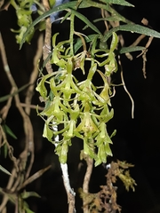 Epidendrum angustissimum