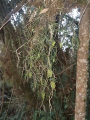 Epidendrum angustissimum