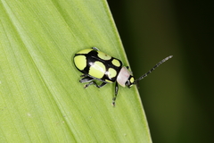 Omophoita octoguttata