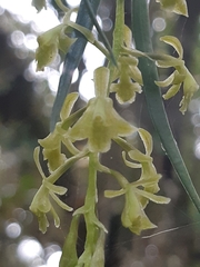 Epidendrum angustissimum