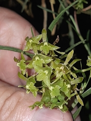 Epidendrum angustissimum