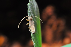 Cerambycidae