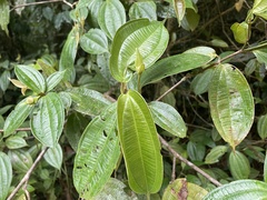 Blakea foliacea