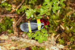 Sphenorhina rubra